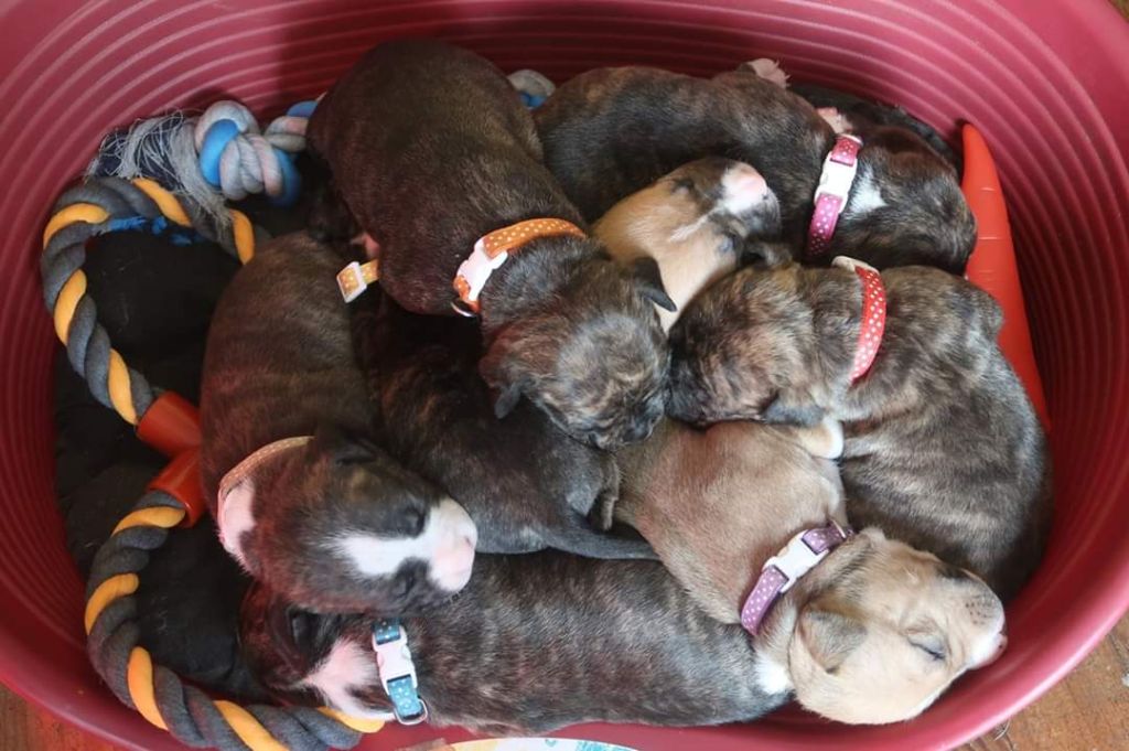 Celine Chipot - American Staffordshire Terrier - Portée née le 28/10/2019